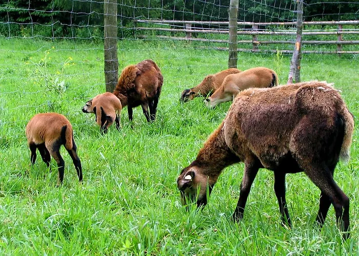 Eko Bajka - Caloroczne W Gorach * Lubawka